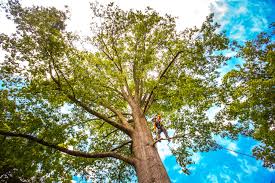 Best Lawn Grading and Leveling  in Bellerose, NY