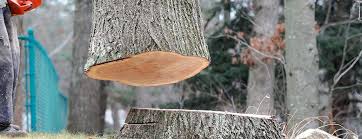 Best Tree and Shrub Care  in Bellerose, NY
