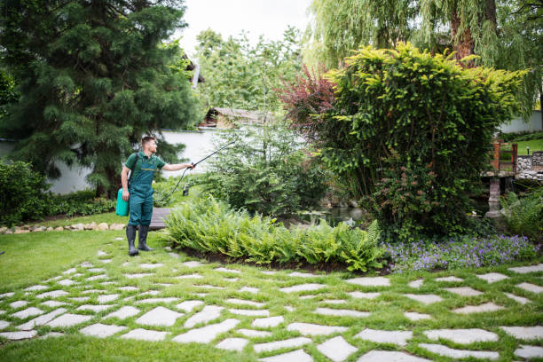Best Root Management and Removal  in Bellerose, NY