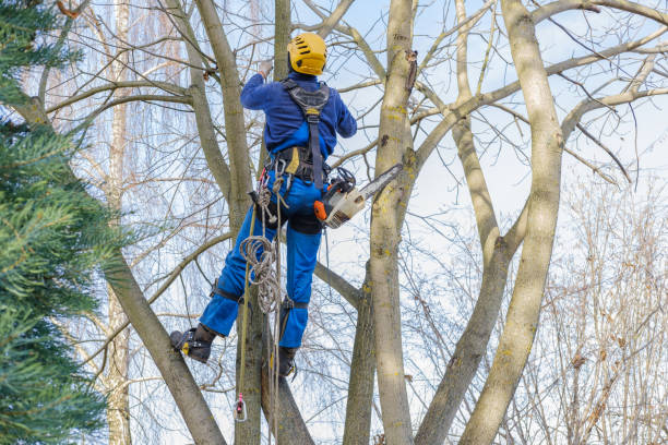 Best Organic Lawn Care Solutions  in Bellerose, NY
