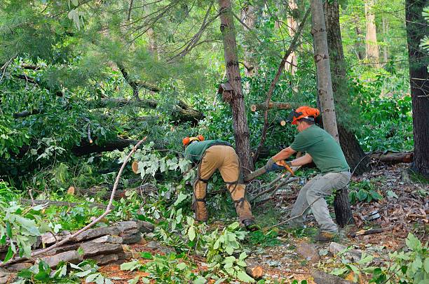 Best Tree Removal  in Bellerose, NY