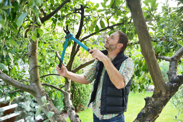 Best Tree Maintenance Programs  in Bellerose, NY